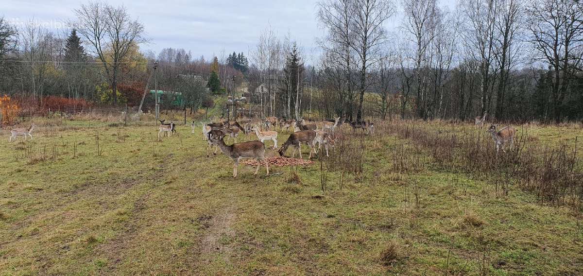 Danieliai.parduodame Danielius, gyvus arba mėsai. - nuotraukos Nr. 5