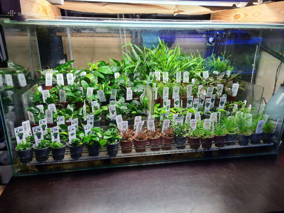 In-vitro augalai akvariumams - nuotraukos Nr. 3