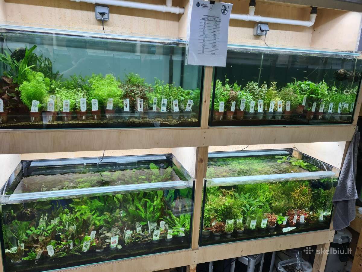 In-vitro augalai akvariumams - nuotraukos Nr. 2