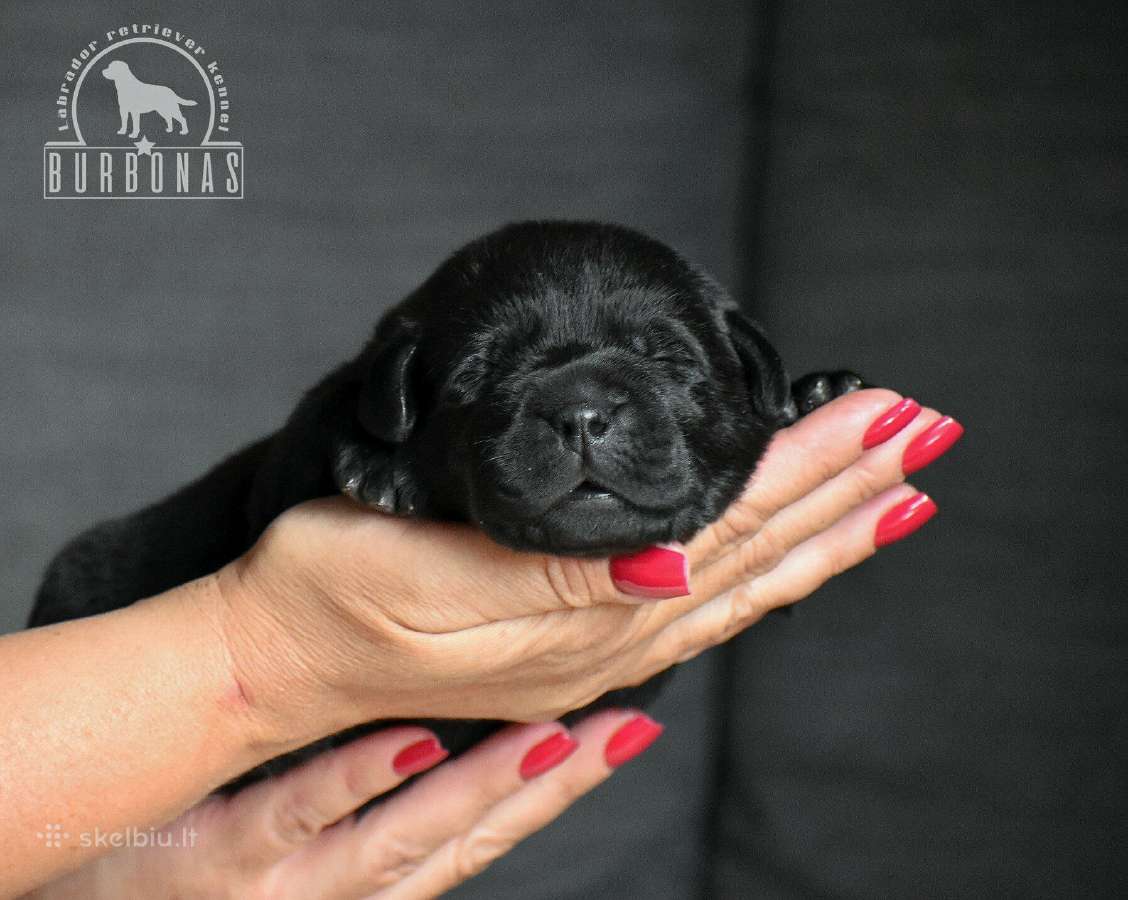Labradorų veislynas "Burbonas"! Spali bus vada! - nuotraukos Nr. 19