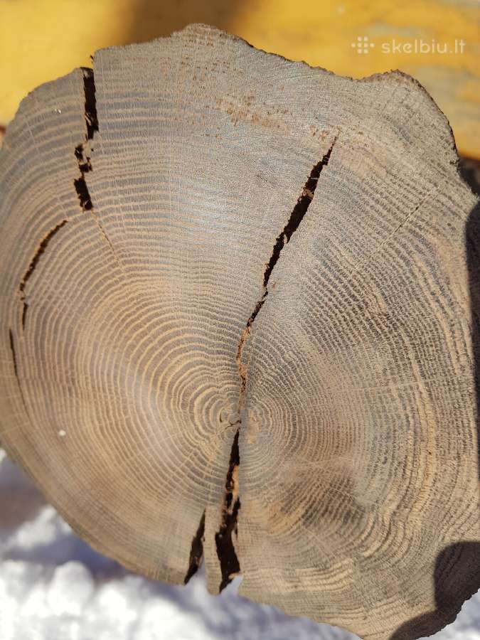Juodas ąžuolas (bog oak) - nuotraukos Nr. 6