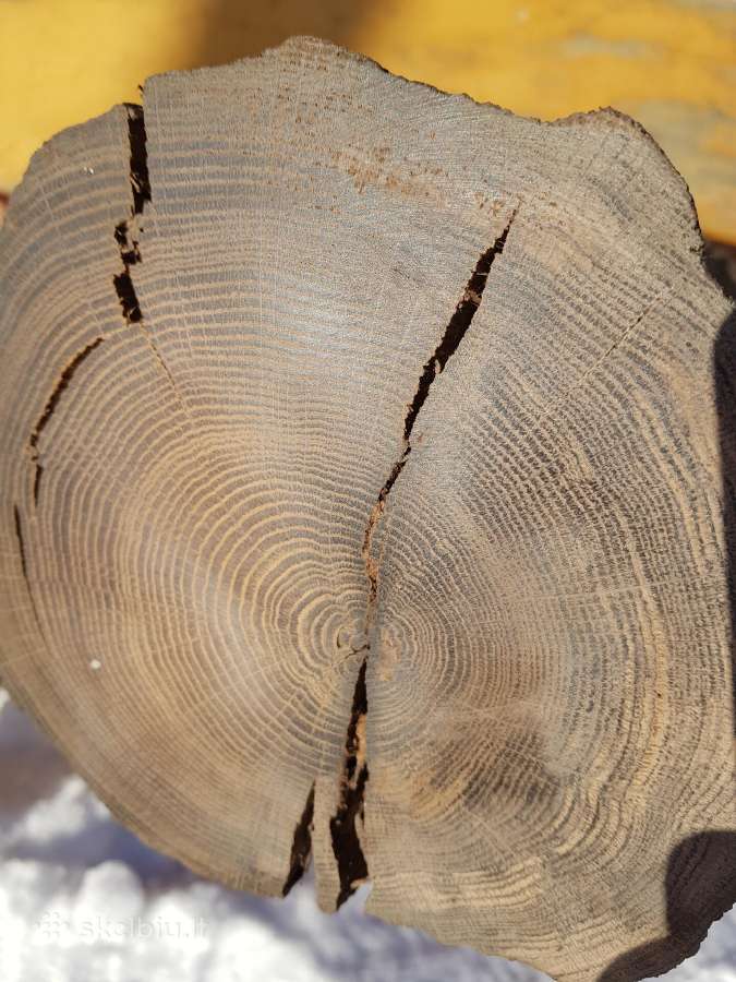 Juodasis ąžuolas (Bog oak) - nuotraukos Nr. 6