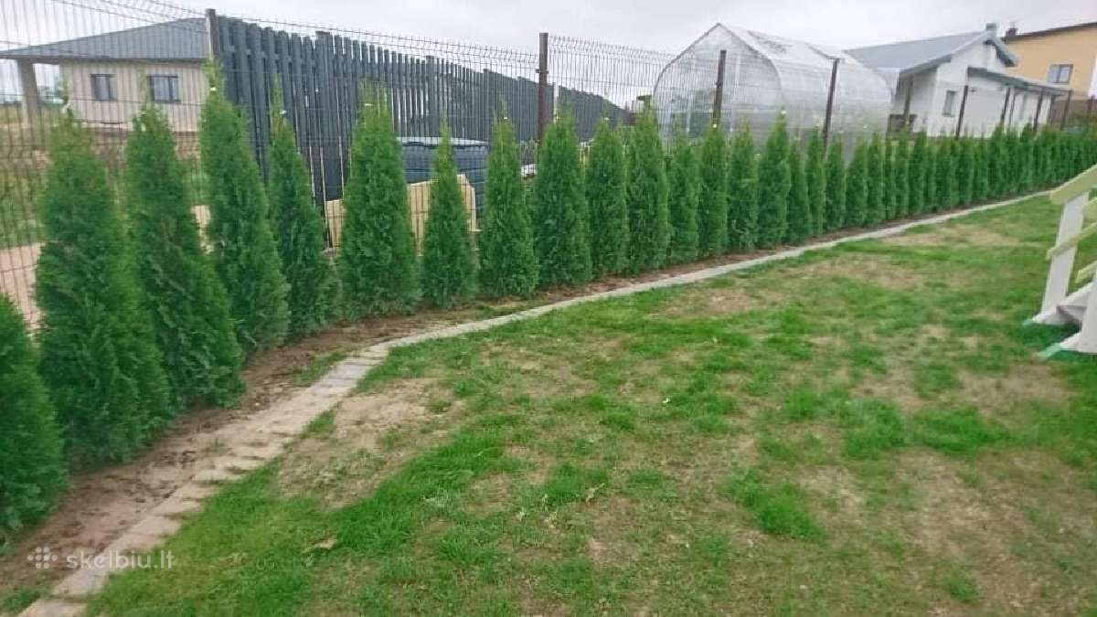 Tujos smaragd- atvežame pasodiname - nuotraukos Nr. 10