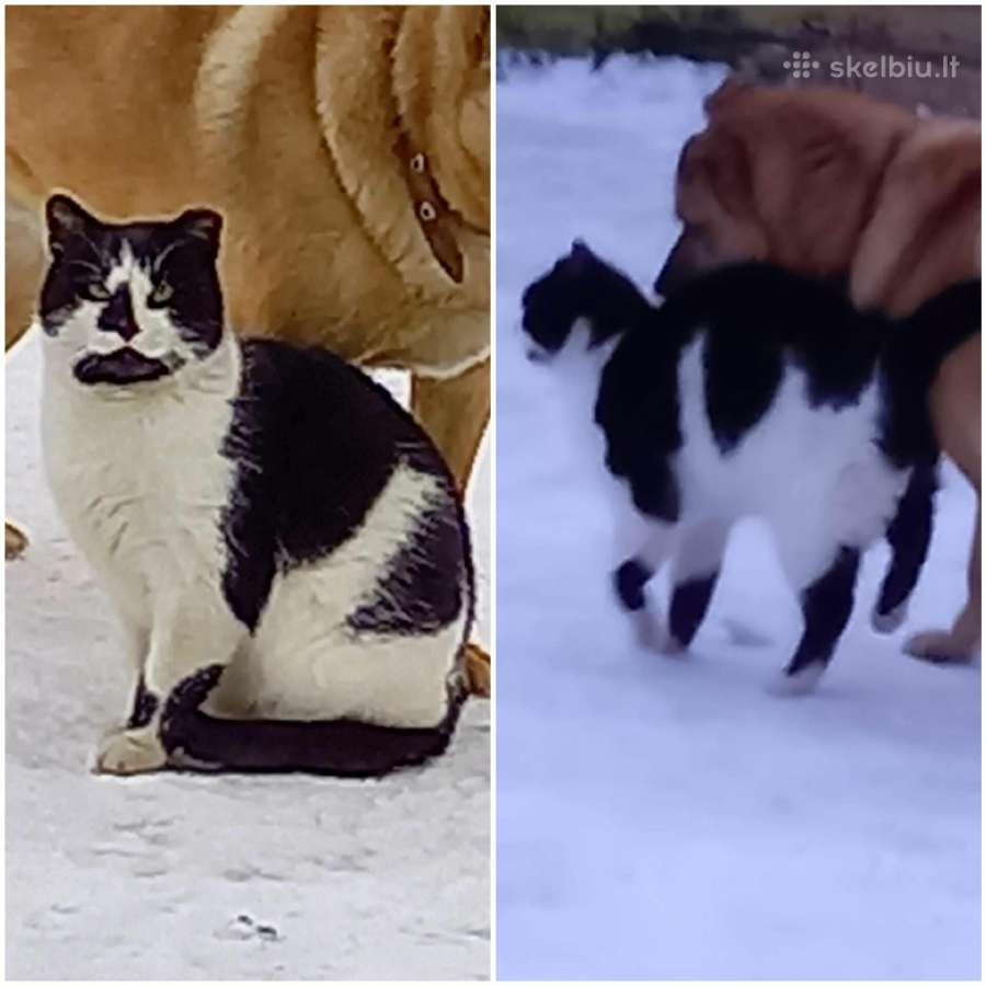 Kuršėnų katinėlis