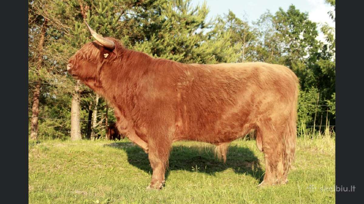 Highland Cattle Fam Visnapuu - nuotraukos Nr. 3
