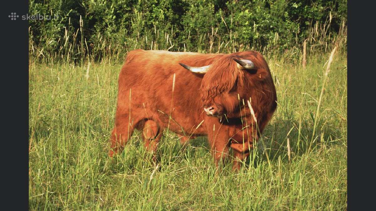 Highland Cattle Fam Visnapuu - nuotraukos Nr. 5