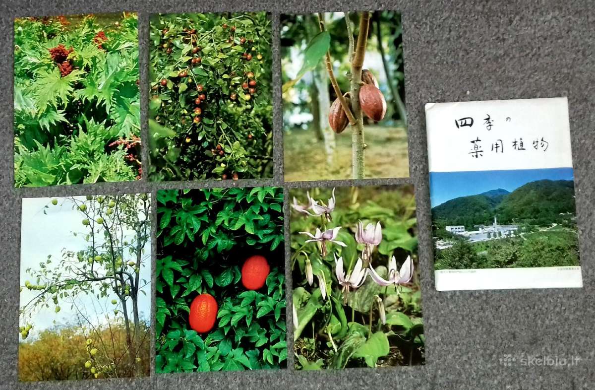 Atvirukai japoniški (12) Gėlės, botanika, Expo-90