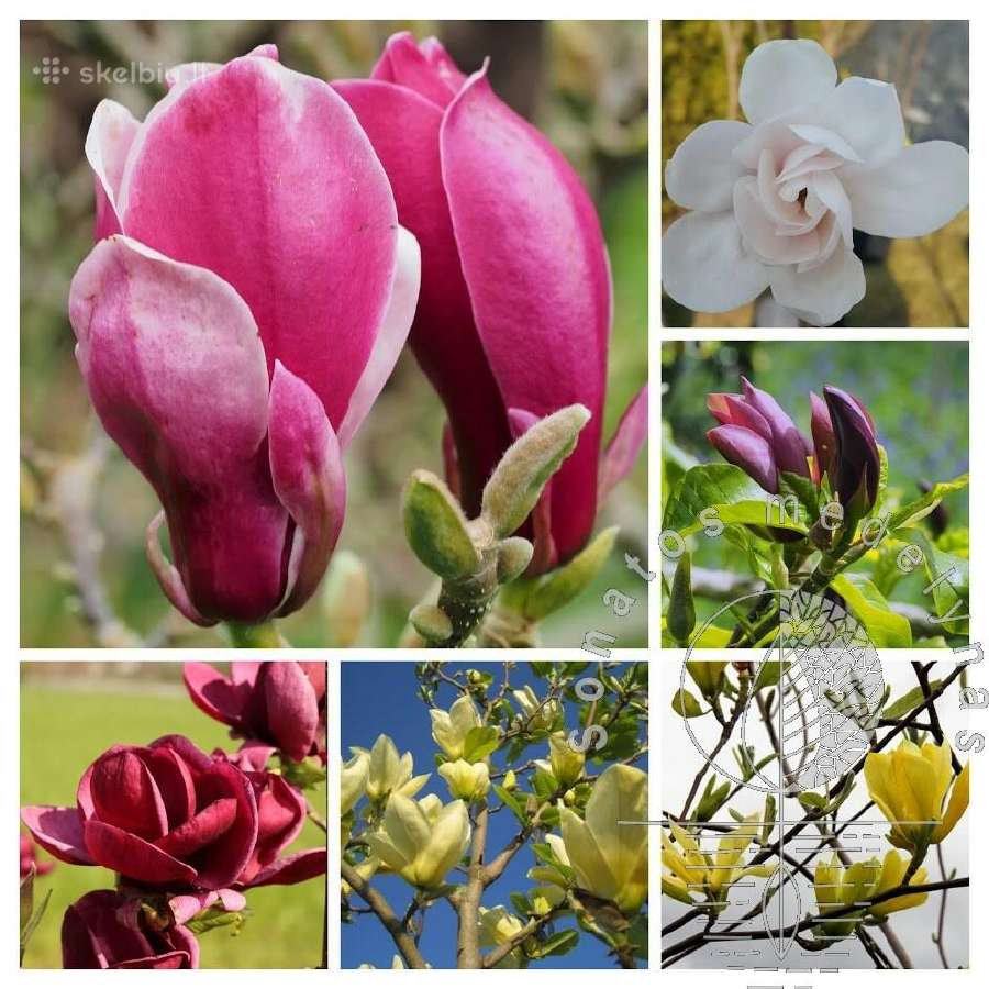 Magnolijos