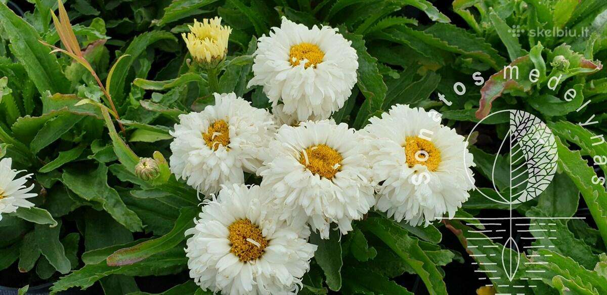Ežiuolės-šalavijai-katžolės-veronikos-astilbės - nuotraukos Nr. 22