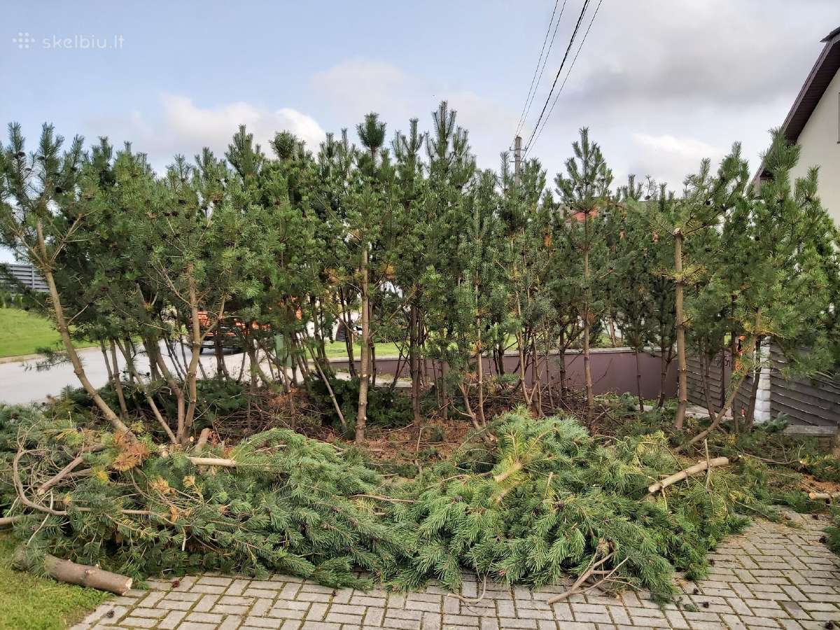 Aukštos žolės pievų pjovimas šienavimas - nuotraukos Nr. 18