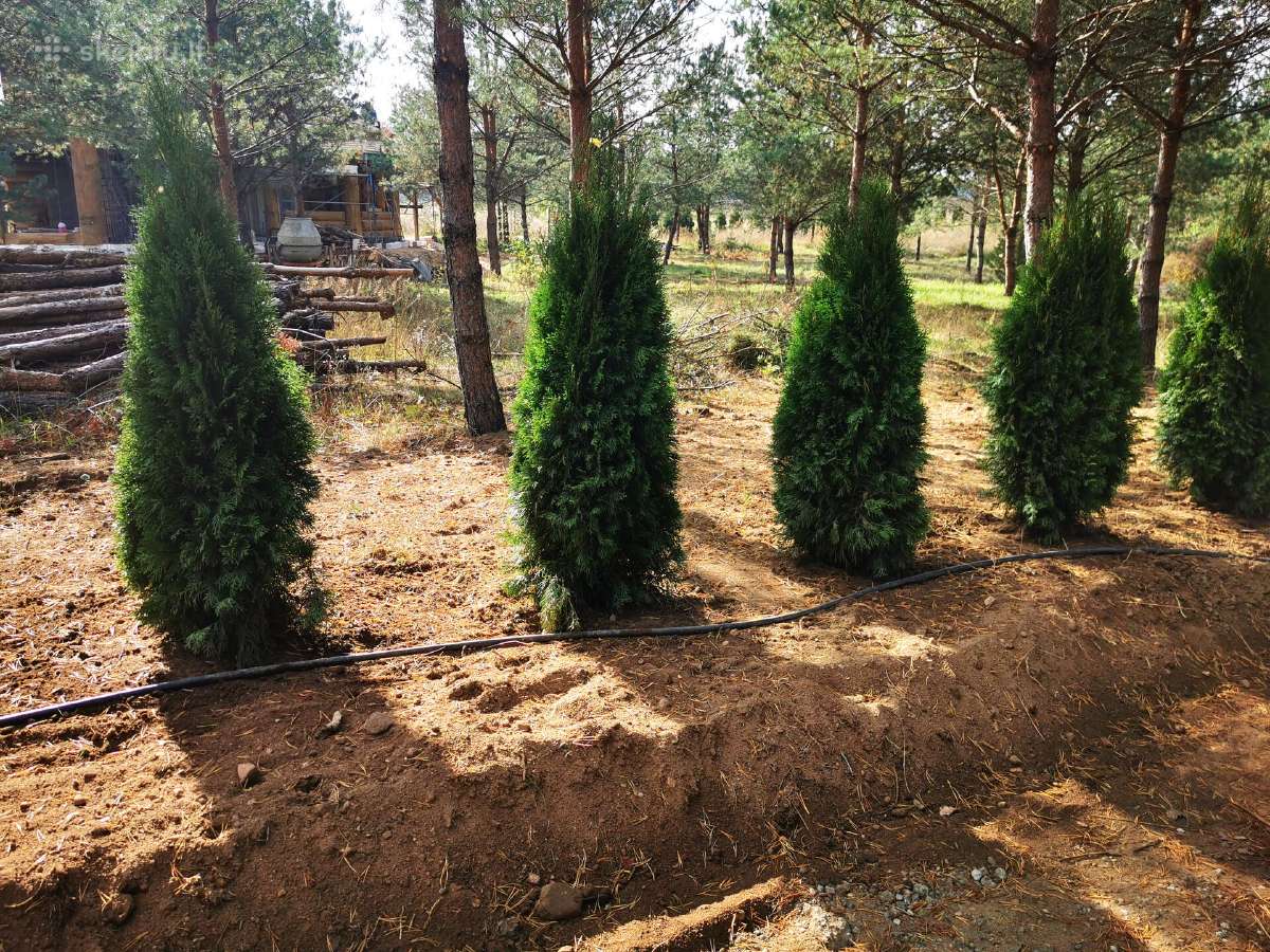 Smaragdines tujos gyvatvorėms 1.80cm, 18€ - nuotraukos Nr. 2