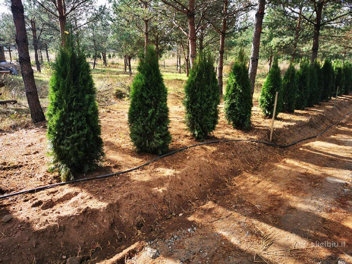 Smaragdines tujos gyvatvorėms 1.80cm, 18€ - nuotraukos Nr. 3