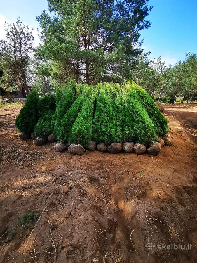Smaragdines tujos gyvatvorėms 1.80cm, 18€ - nuotraukos Nr. 4