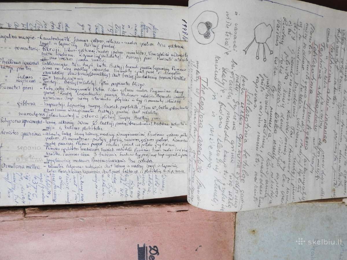 Miškininko eigulio mokslų užraišai 1945-1947 - nuotraukos Nr. 5