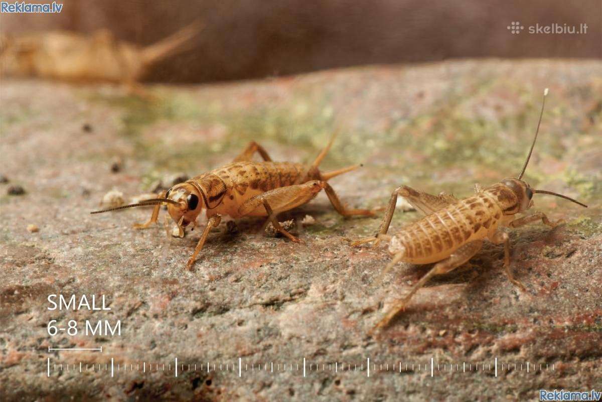 Gyvi, šaldyti ir džiovinti svirpliai–gyvas maistas - nuotraukos Nr. 2