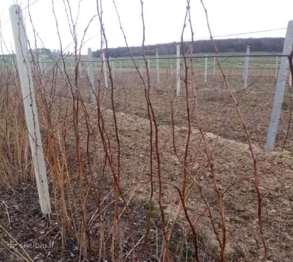 Naujausios aviečių ir gervuogių veislės šilauogės - nuotraukos Nr. 2