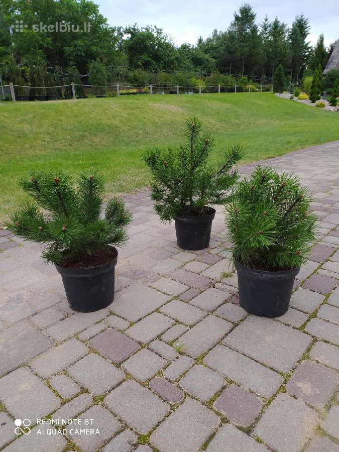 Kalninės pušys tik 12€ - nuotraukos Nr. 2
