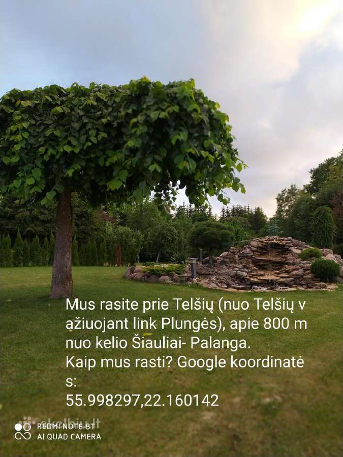 Kalninės pušys tik 12€ - nuotraukos Nr. 6