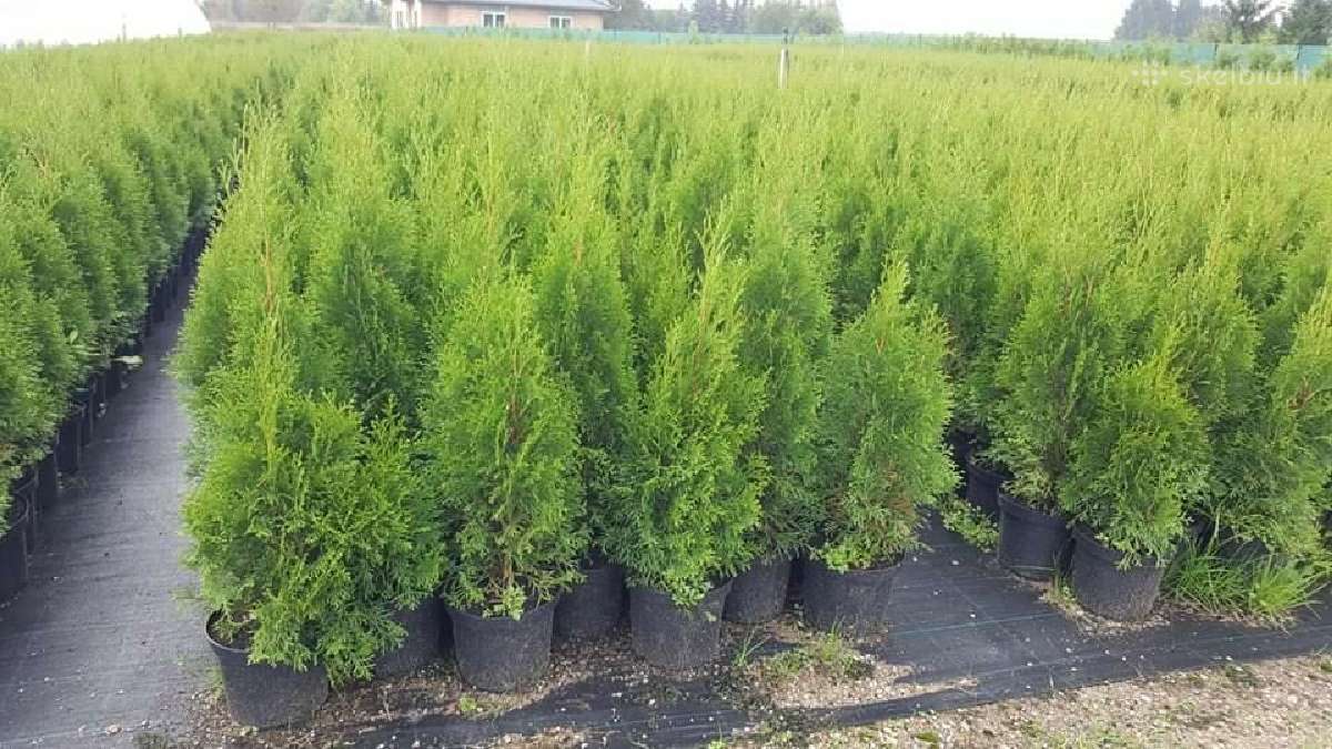 Kokybiskos tujos smaragd. Gera kaina! - nuotraukos Nr. 11
