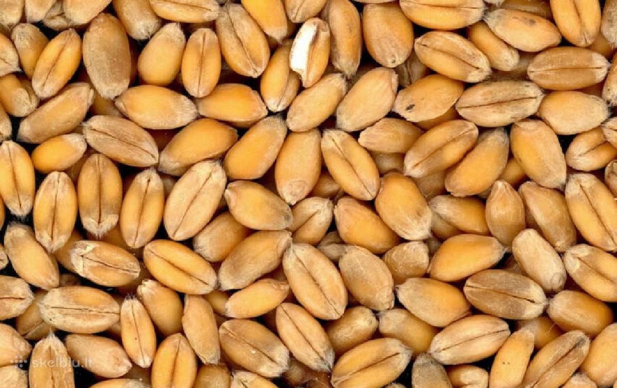 Grūdų Supirkimas – Superkame Visoje Lietuvoje