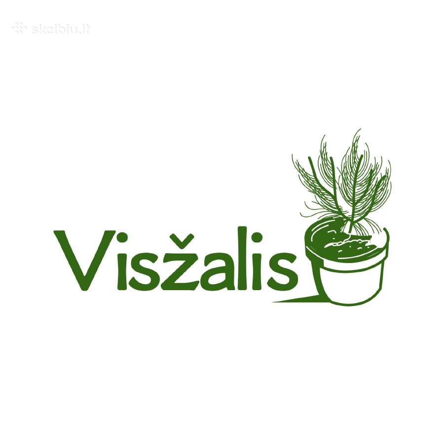 Lietuviškos koloninės tujos vazonuose - nuotraukos Nr. 3
