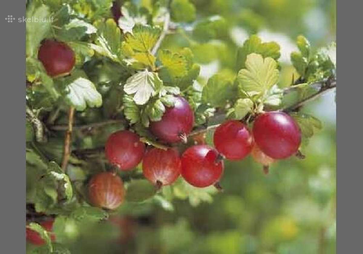 Serbentai, agrastai, kamčiatkinai sausmedžiai - nuotraukos Nr. 3