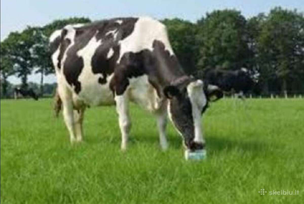 Žolių sėklos, žolių sėklų mišiniai,pavienės sėklos