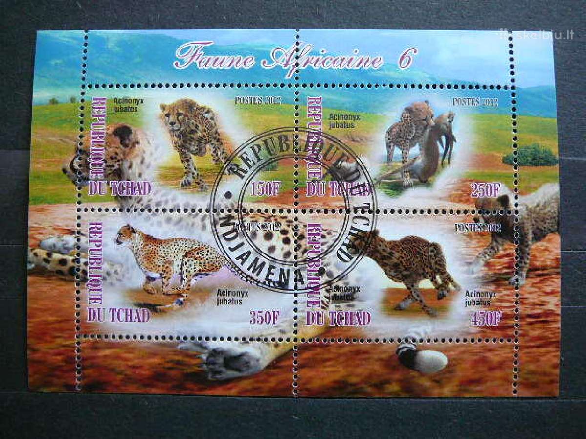 Gepardai Kates laukines Cadas 2012 antsp. g552