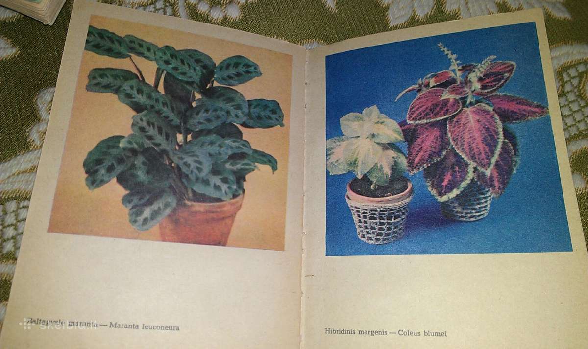 "Kambarinės lapinės gėlės" 1980 m., Lučinskienė A. - nuotraukos Nr. 3