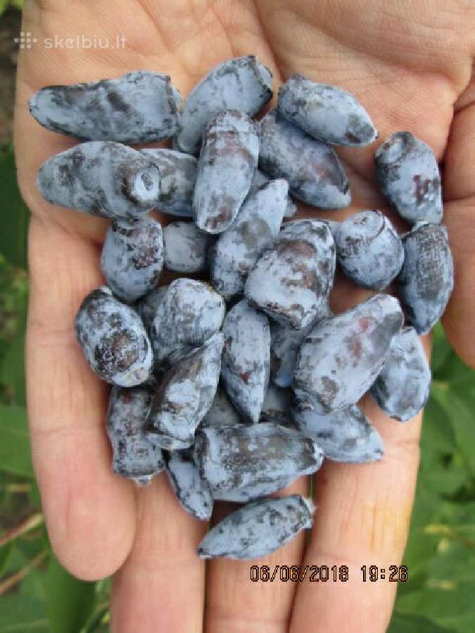 Obelų, kriaušių, slyvų ir kt sodinukai urmu -6 eur - nuotraukos Nr. 12