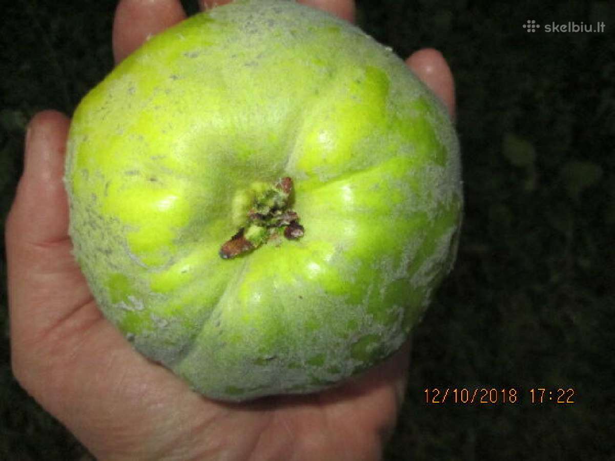 Obelų, kriaušių, slyvų ir kt sodinukai urmu -6 eur - nuotraukos Nr. 13