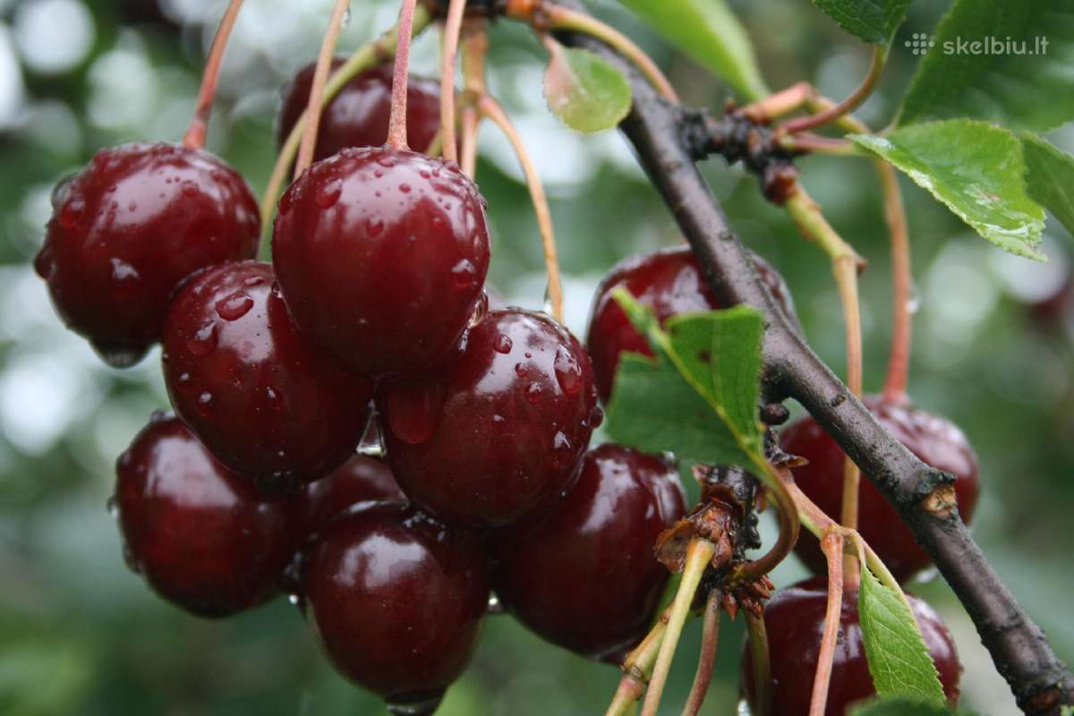Obelų, kriaušių, slyvų ir kt sodinukai urmu -6 eur