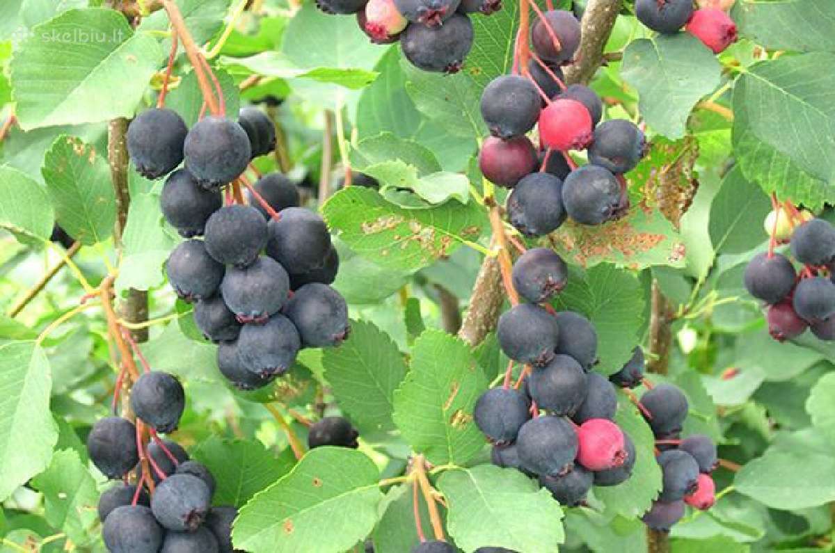 Obelų, kriaušių, slyvų ir kt sodinukai urmu -6 eur - nuotraukos Nr. 15