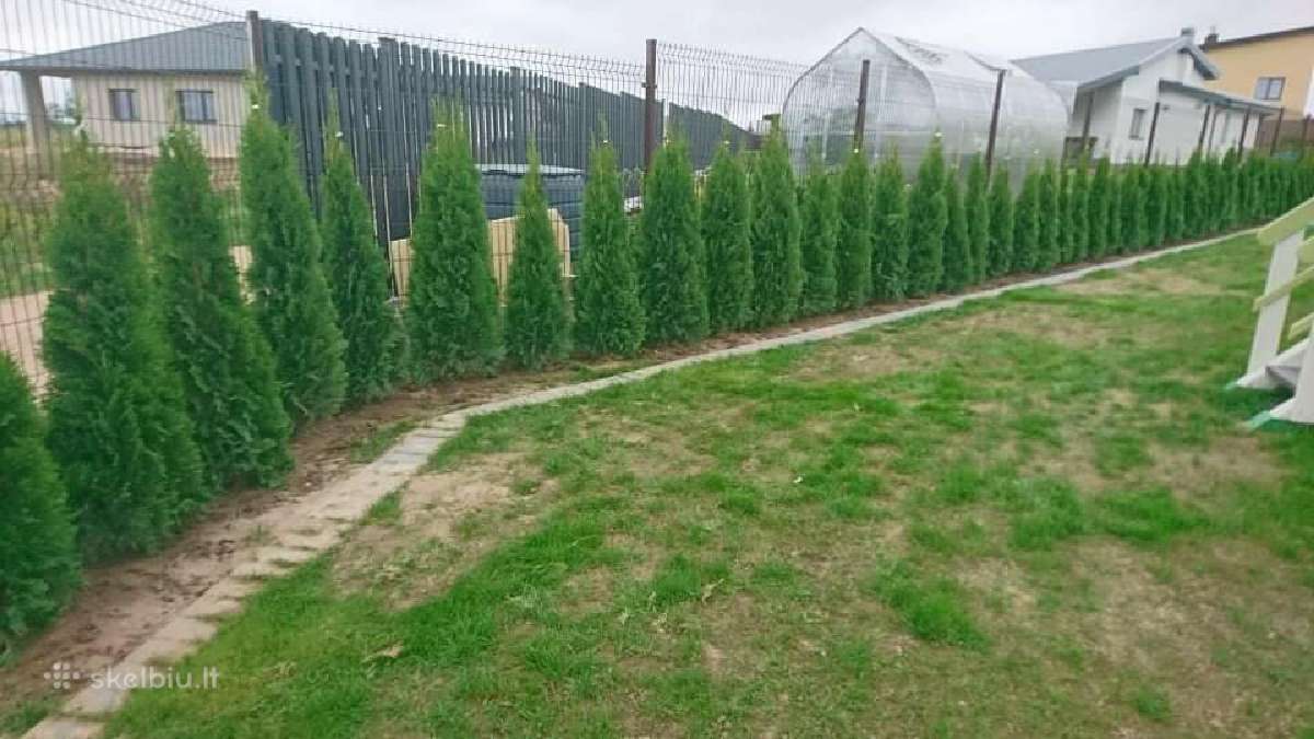 Tujos smaragd- atvežame, pasodiname - nuotraukos Nr. 4