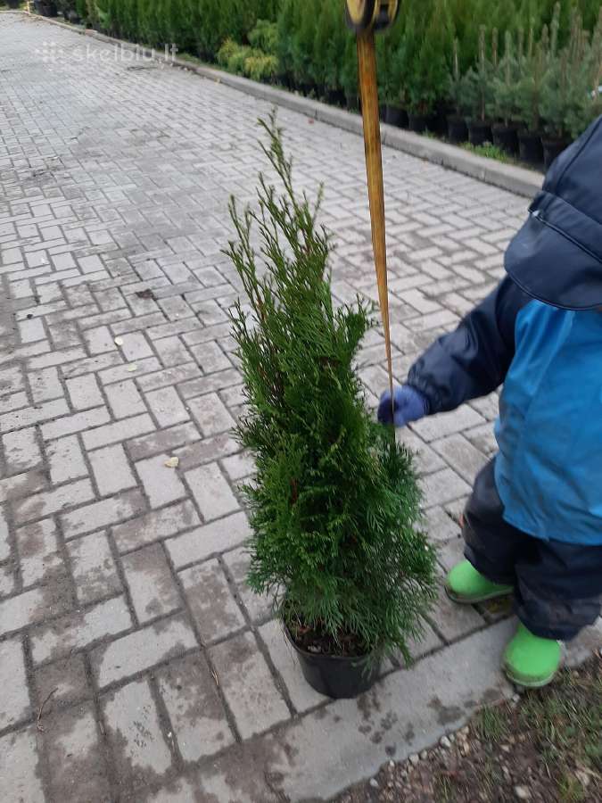 Tujos smaragd- atvežame, pasodiname - nuotraukos Nr. 6