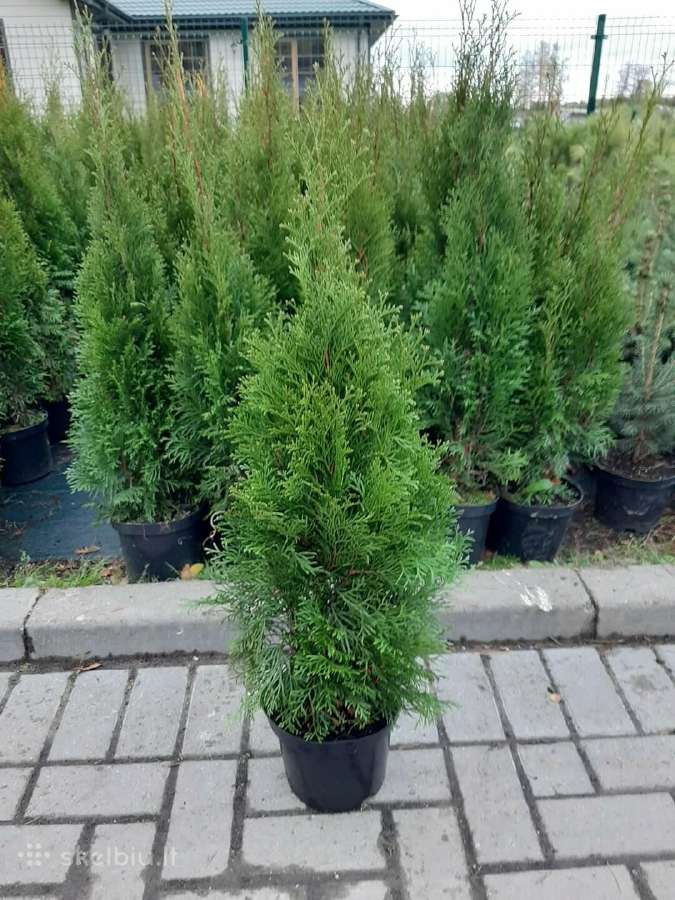 Mėlynieji kadagiai, uoliniai kadagiai, blue arrow - nuotraukos Nr. 2
