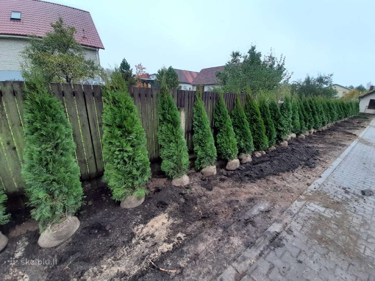 Mėlynieji kadagiai, uoliniai kadagiai, blue arrow - nuotraukos Nr. 11