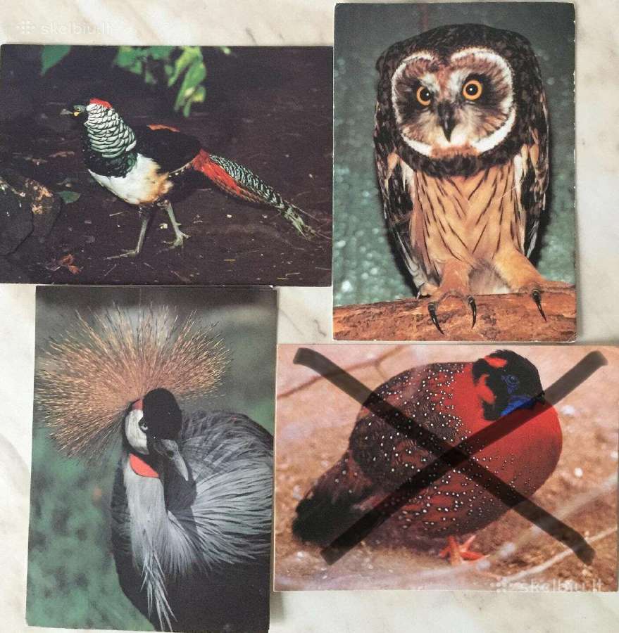 Tarybiniai atvirukai su gyvūnais fotografuoti - nuotraukos Nr. 2