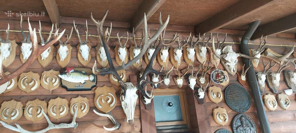 Parduodu ragų ir ilčių kolekcija. Kaina 2500 eurų