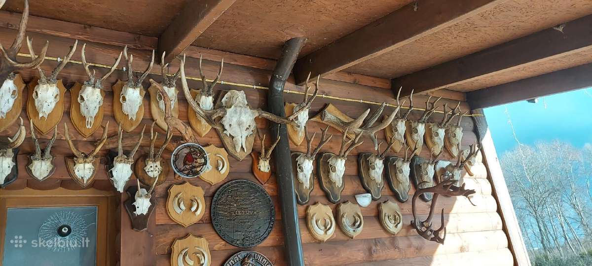 Parduodu ragų ir ilčių kolekcija. Kaina 2500 eurų - nuotraukos Nr. 5