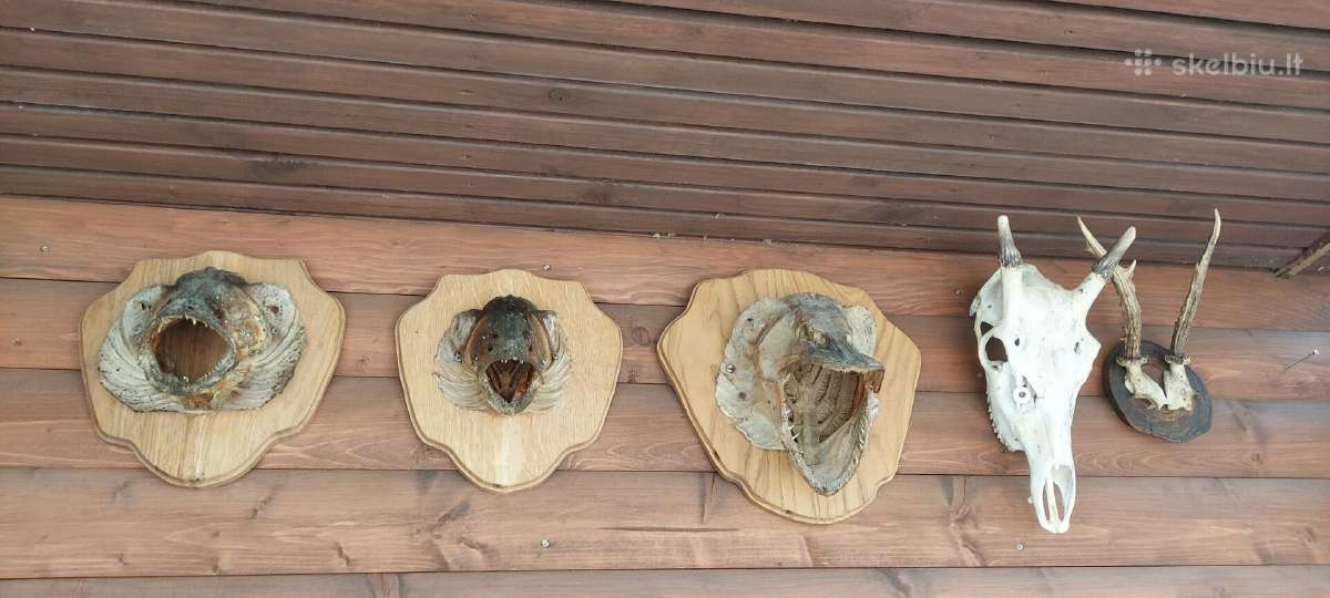 Parduodu ragų ir ilčių kolekcija. Kaina 2500 eurų - nuotraukos Nr. 10