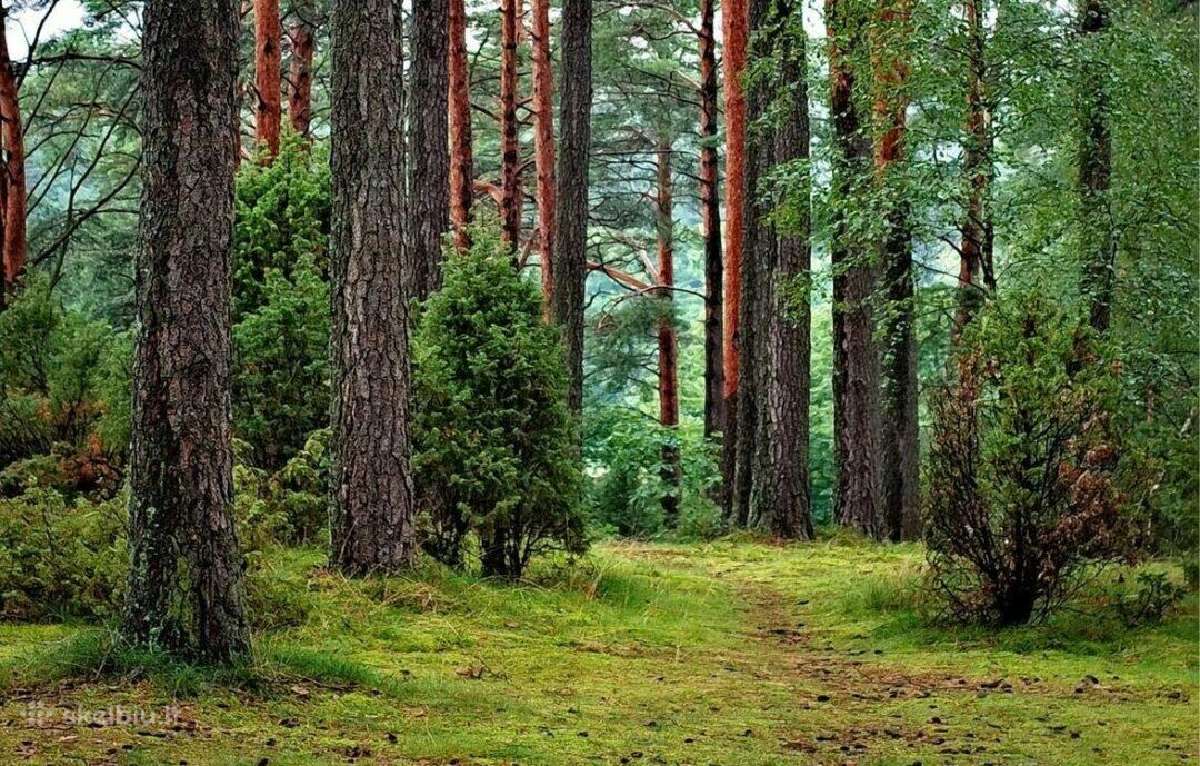 Perkame mišką.