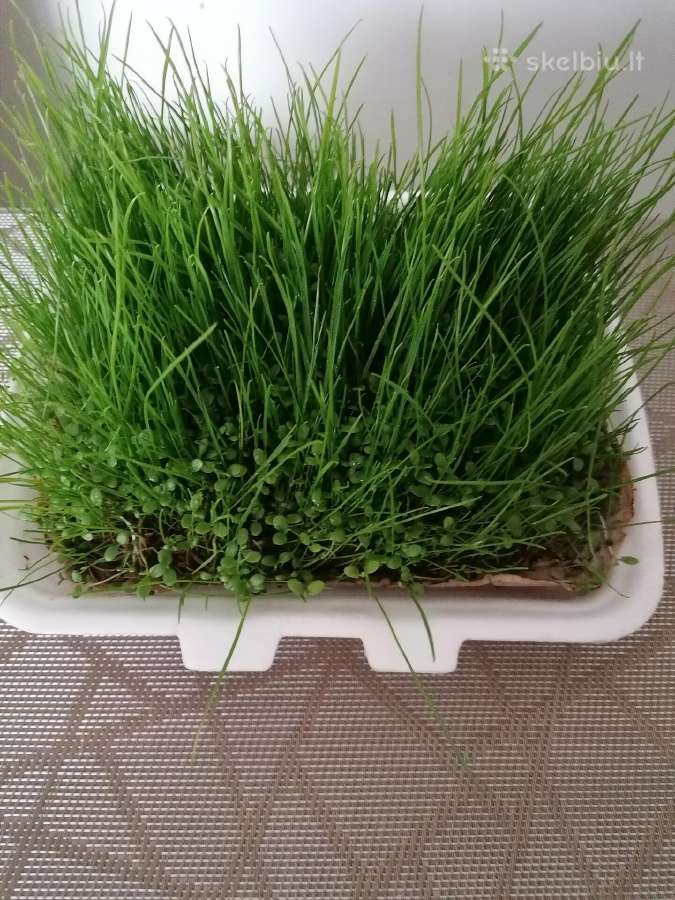 Žolių sėklų mišinys, geriausią kainą bei kokybę