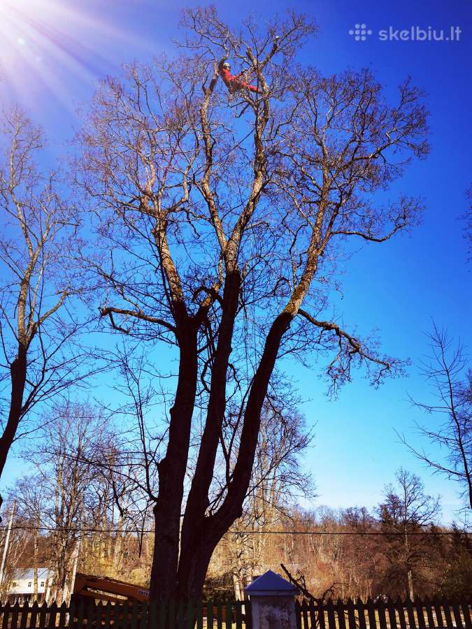 Arboristų paslaugos, medžių pjovimas, genėjimas - nuotraukos Nr. 6