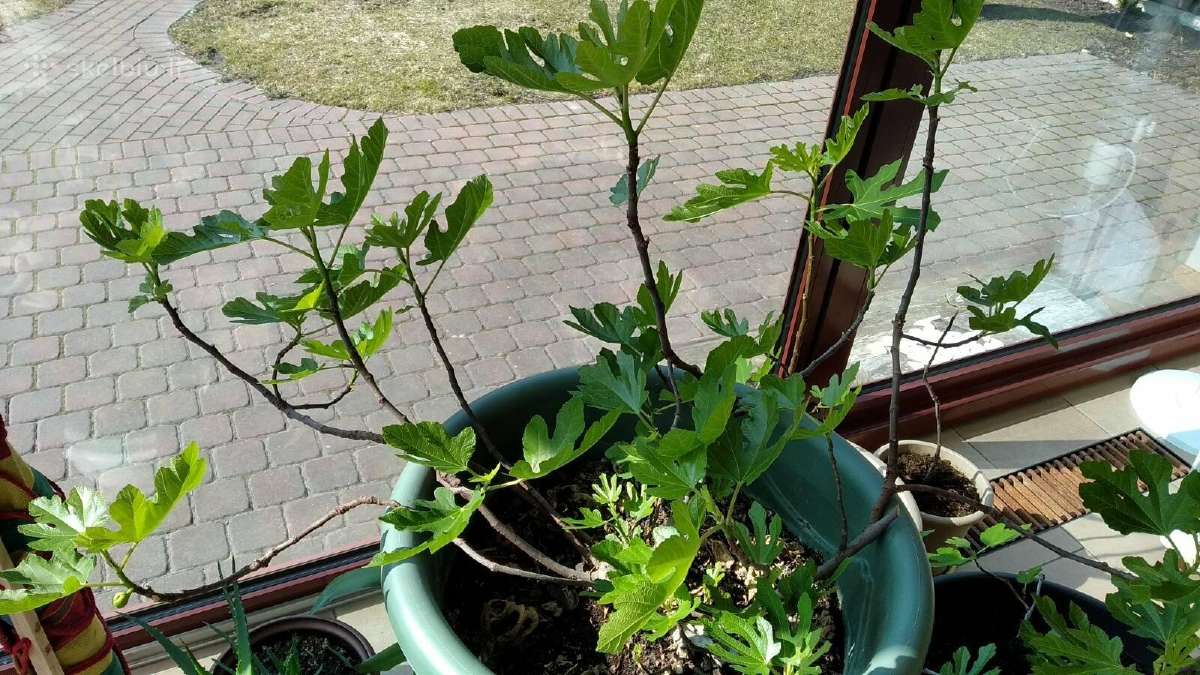 Figmedžiai (Fig Trees) pavasario akcija! - nuotraukos Nr. 2