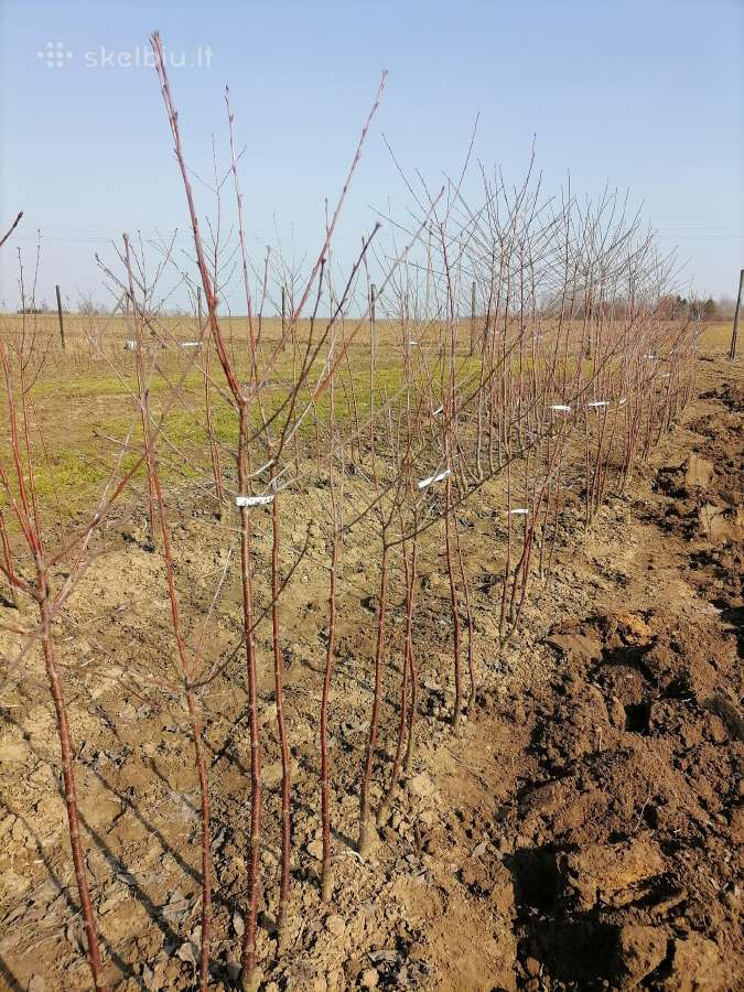Hortenzijos, Medelynas Vilniuje, Balsiai - nuotraukos Nr. 16