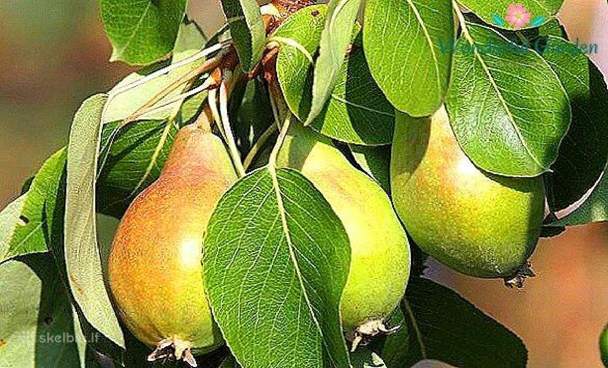 Листья Груши Осенью Фото