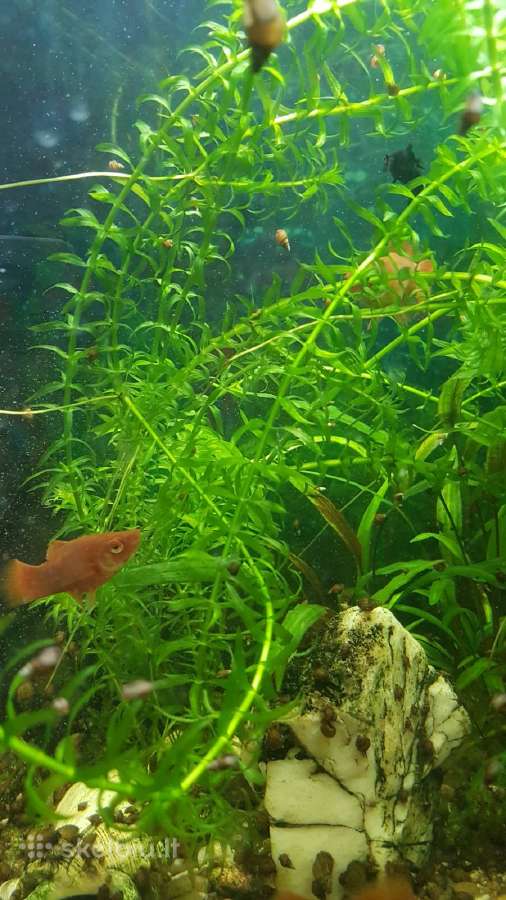 Parduodu augalus - nuotraukos Nr. 2