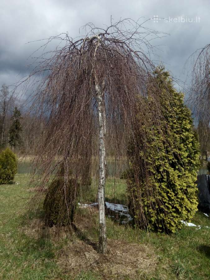 Skroblai, bukai, pušys, ligustras,gudobelės - nuotraukos Nr. 27
