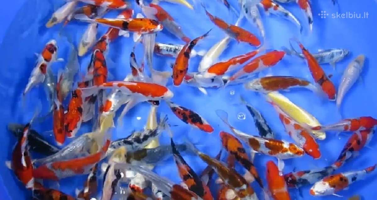Koi karpiai iš Japonijos